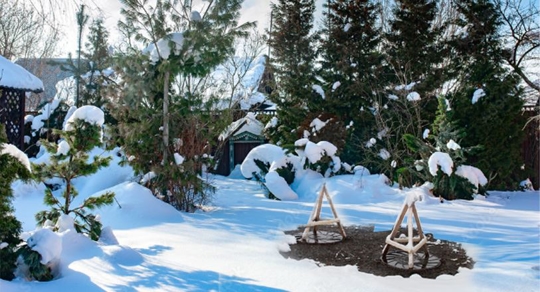 winter scene
