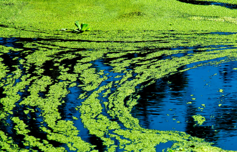 algae