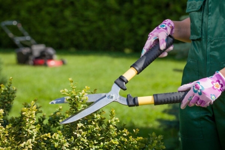 Pruning hedge with shears; lawnmower visible.