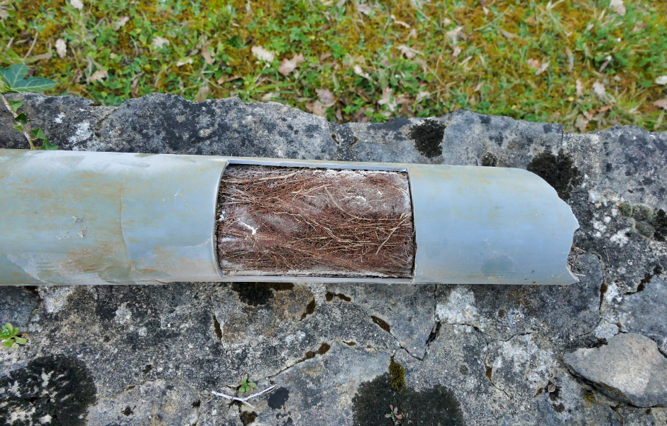 Trenchless Pipe Lining: The Best Fix for Tree Root Intrusion in Sewer Lines