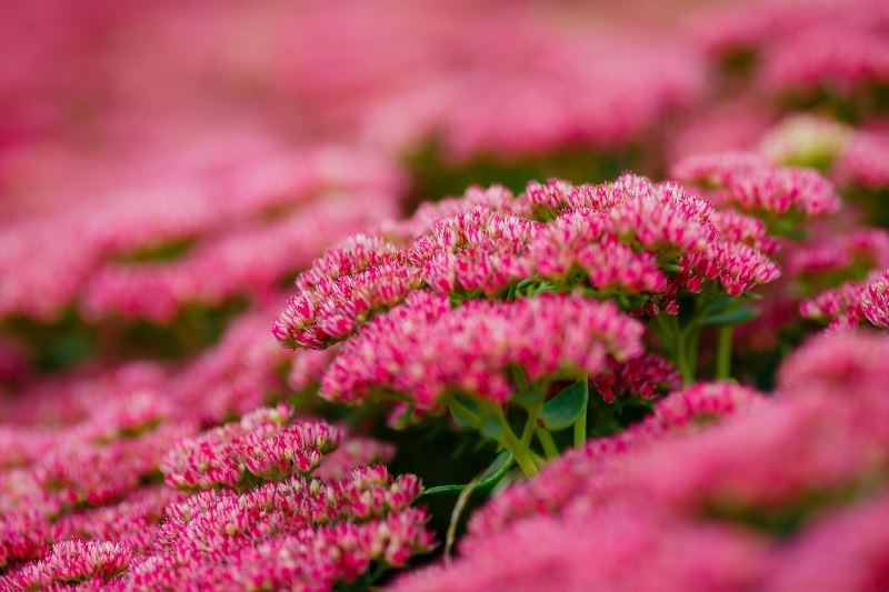 Septic safe Flowers