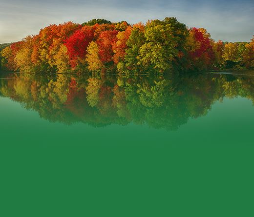fall trees on a riverbank